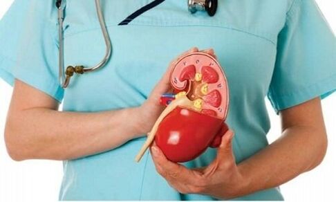 human kidney as a habitat of the parasite alveococcus
