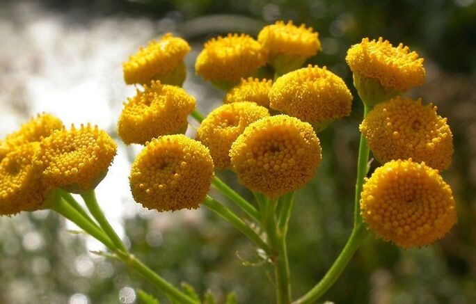 tansy for removing parasites from organism