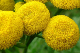 The flowers of tansy